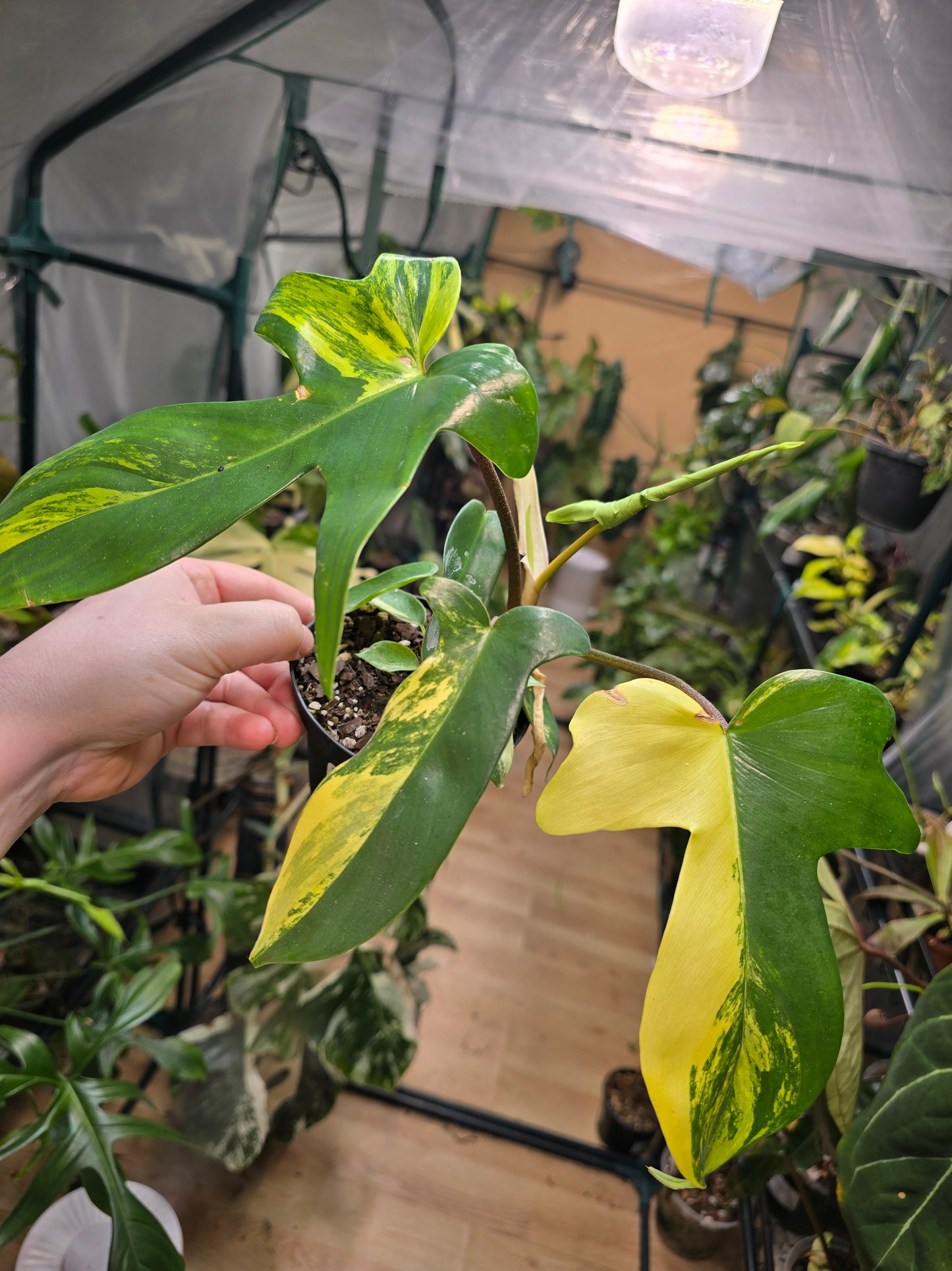 4" Philodendron Florida Beauty 'Sunrise'