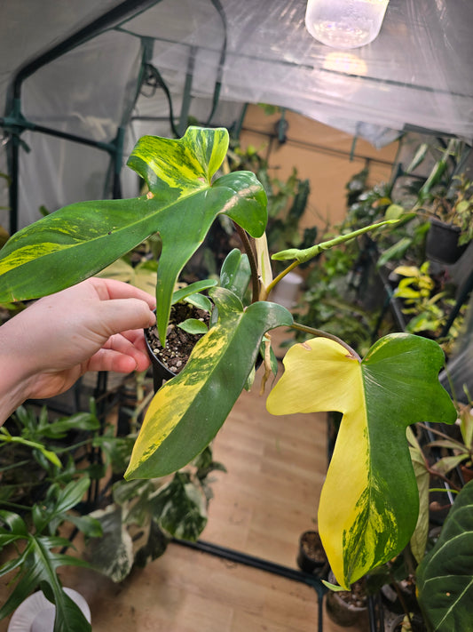 4" Philodendron Florida Beauty 'Sunrise'