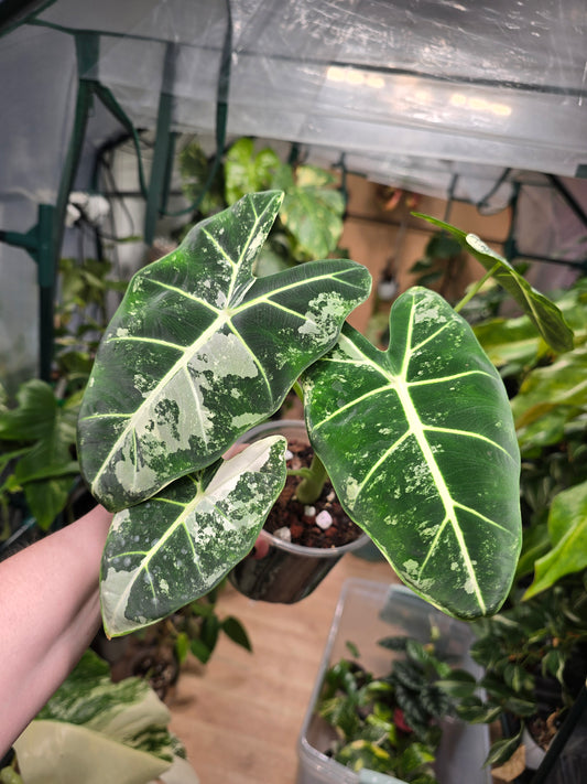 Variegated Alocasia Frydek