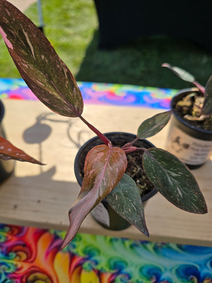 4" Philodendron 'Pink Princess Galaxy Marble'