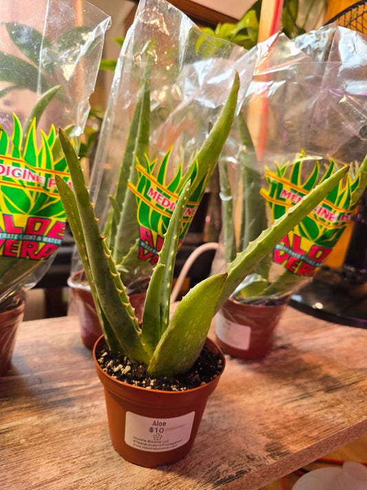 Aloe Vera