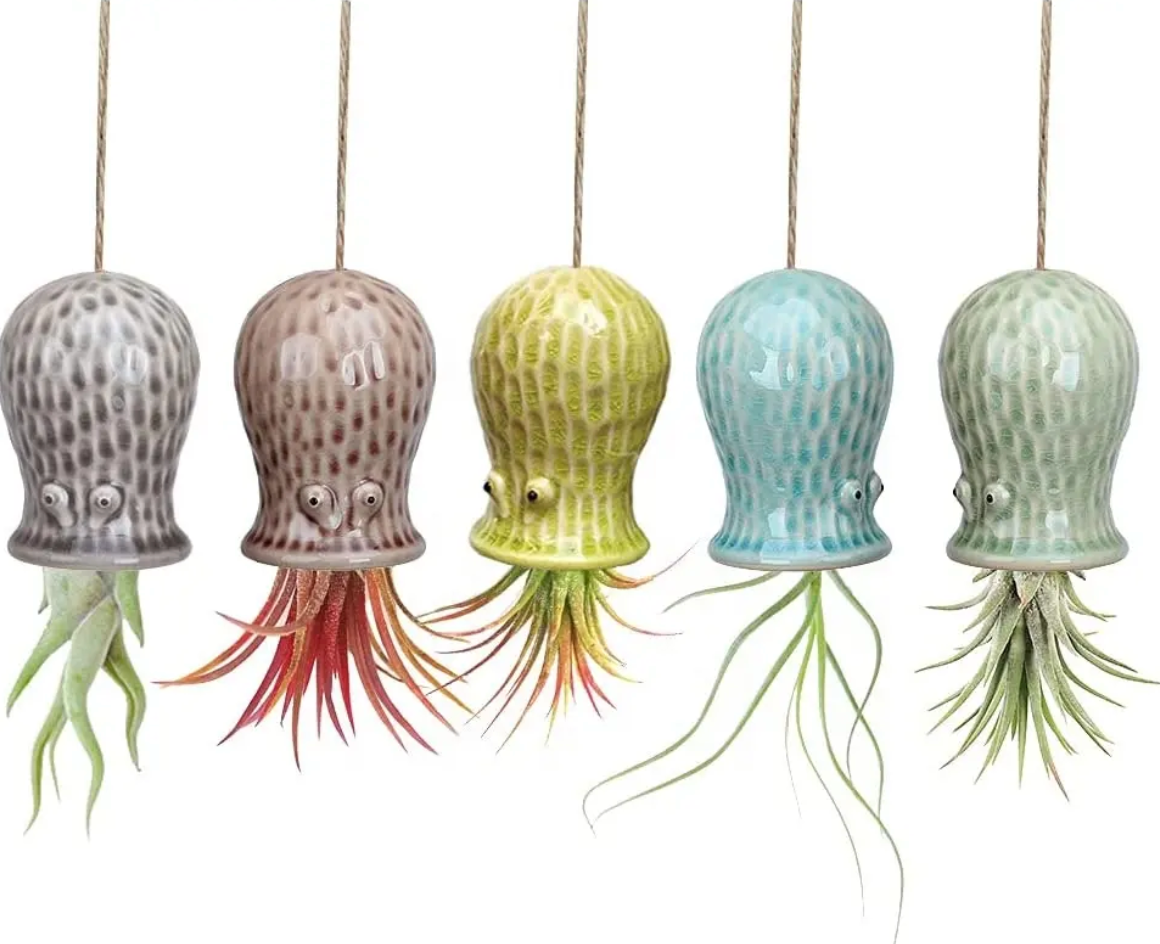 Hanging Sea Urchin Air Plant Jelly Fish!