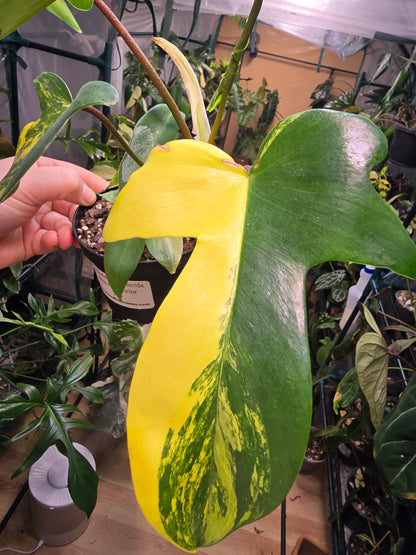 4" Philodendron Florida Beauty 'Sunrise'