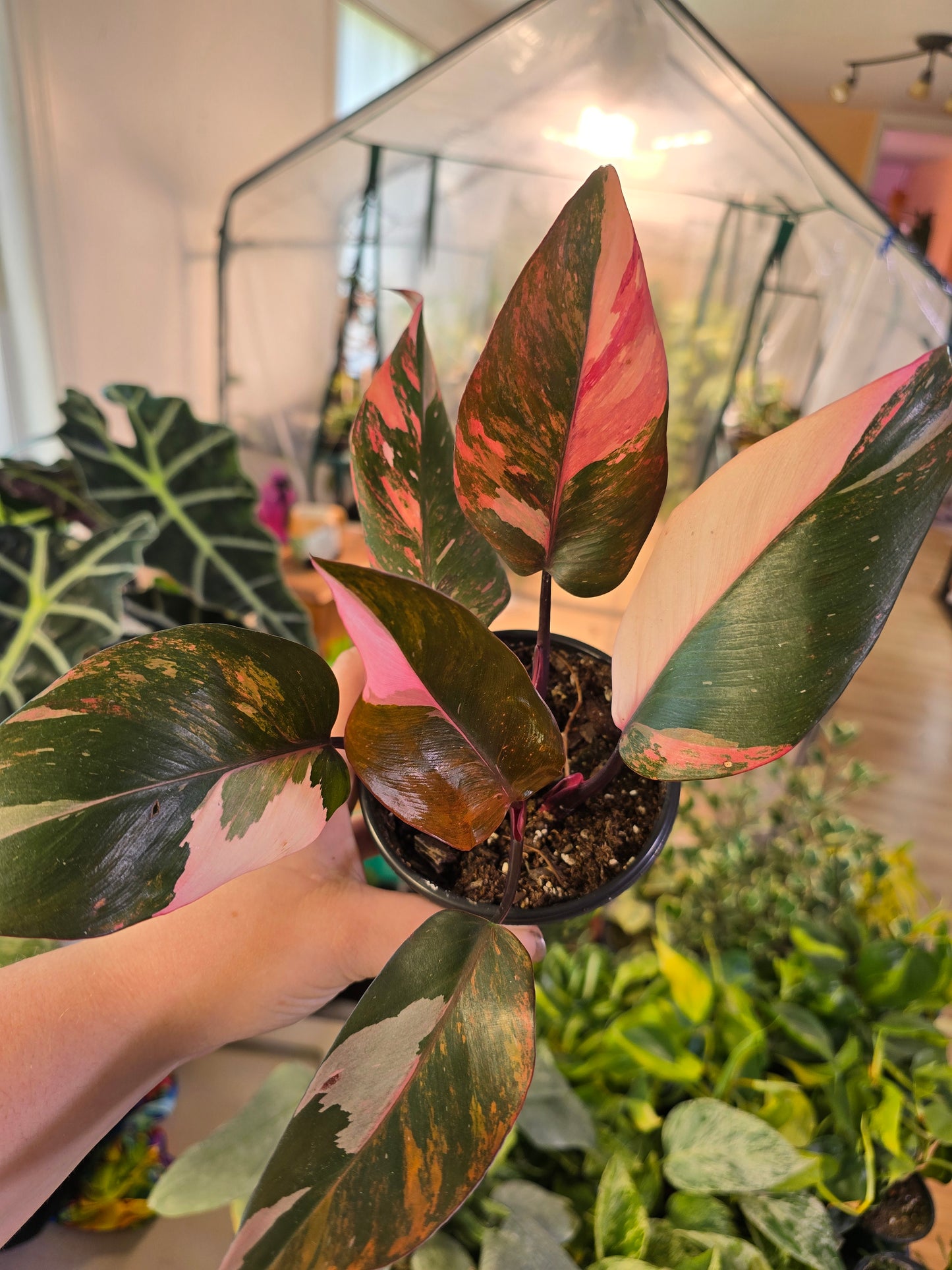 Philodendron Princess of Fire