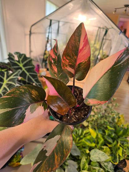 Philodendron Princess of Fire