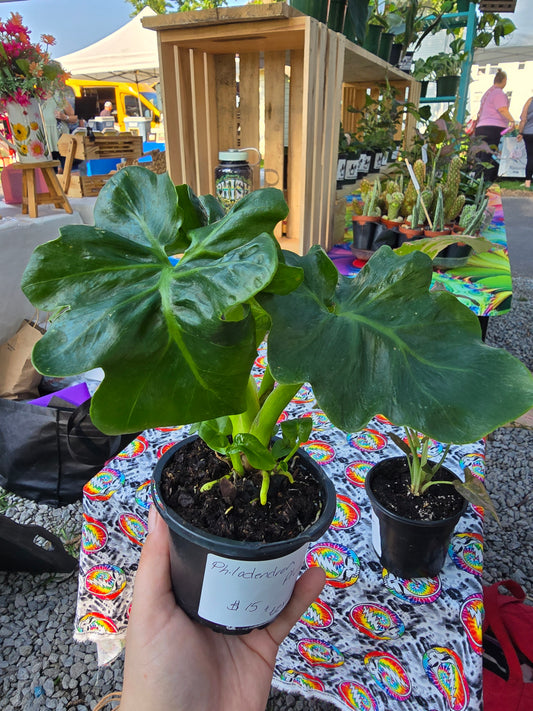 Philodendron Atom