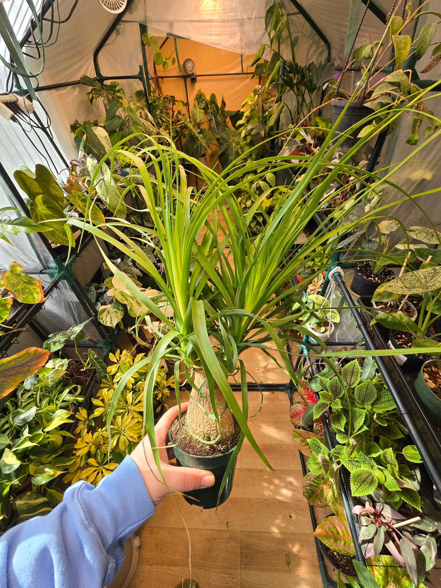 Ponytail Palm – Caudex Houseplant | 4″ Pot