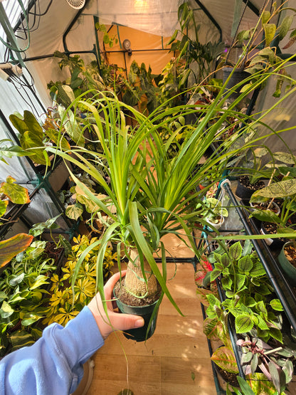 Ponytail Palm – Caudex Houseplant | 4″ Pot
