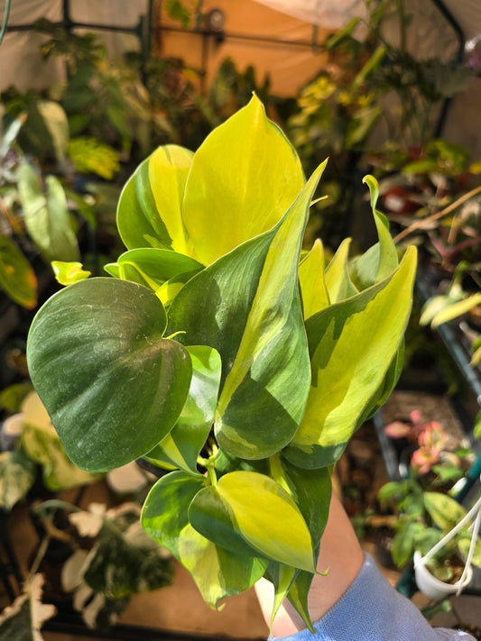 Philodendron Brasil