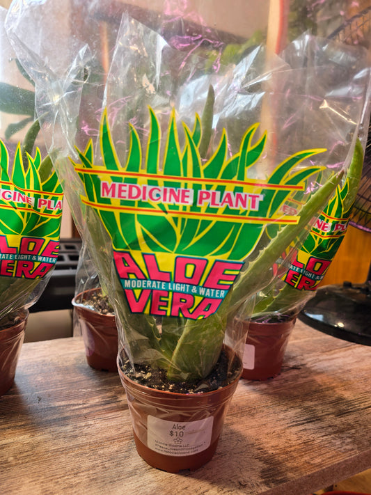 Aloe Vera