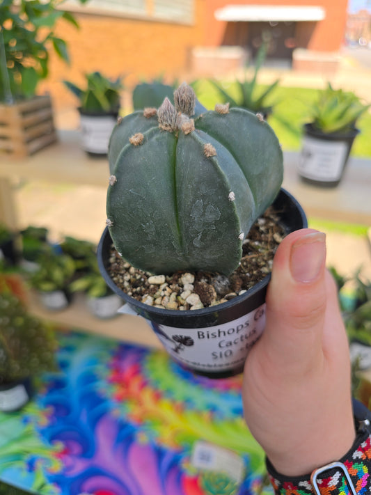 Bishops Cap Cactus