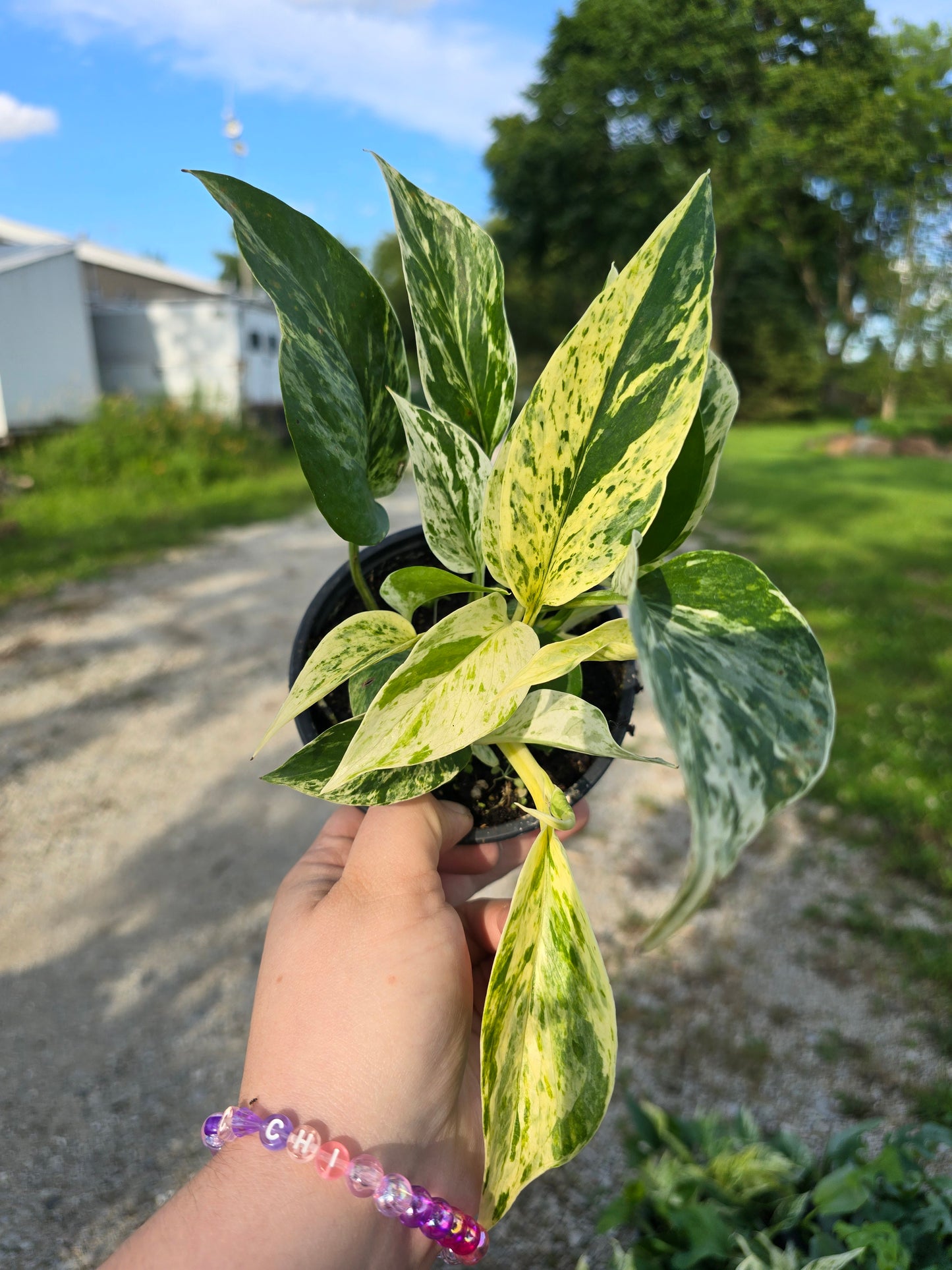 Epipremnum Aureum Marble Prince Pothos