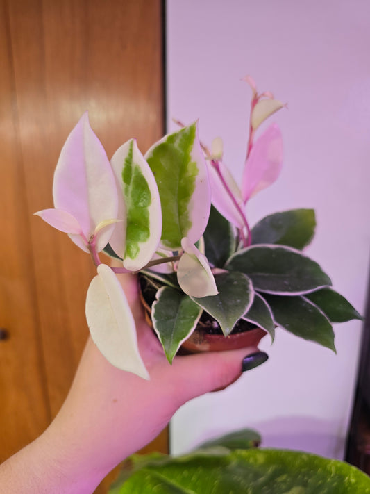 Hoya Krimson Queen