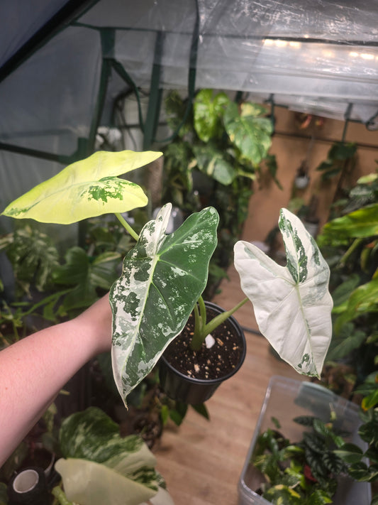 Variegated Alocasia Frydek (a)