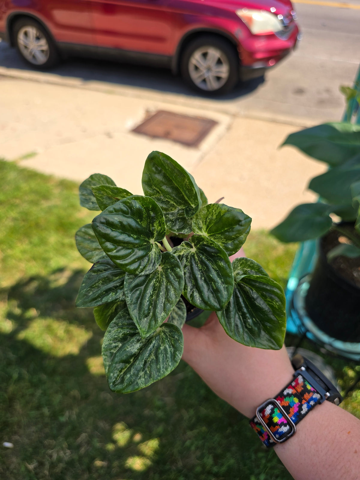 Peperomia