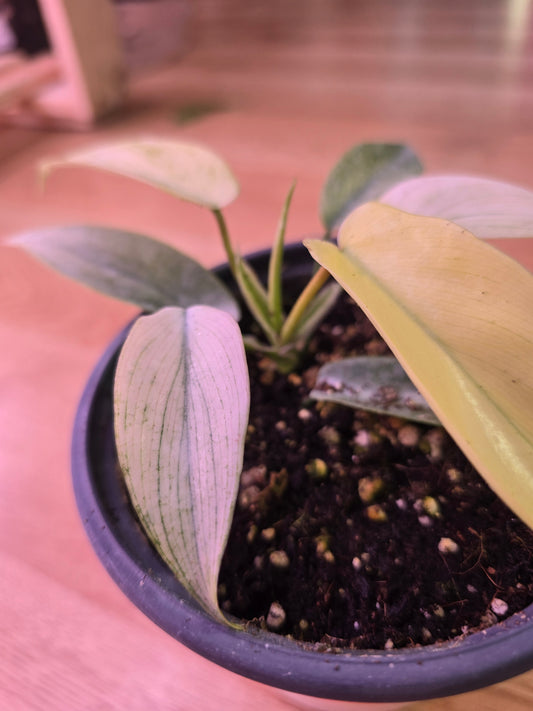 Philodendron Florida Ghost 03