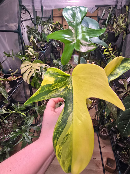 4" Philodendron Florida Beauty 'Sunrise'