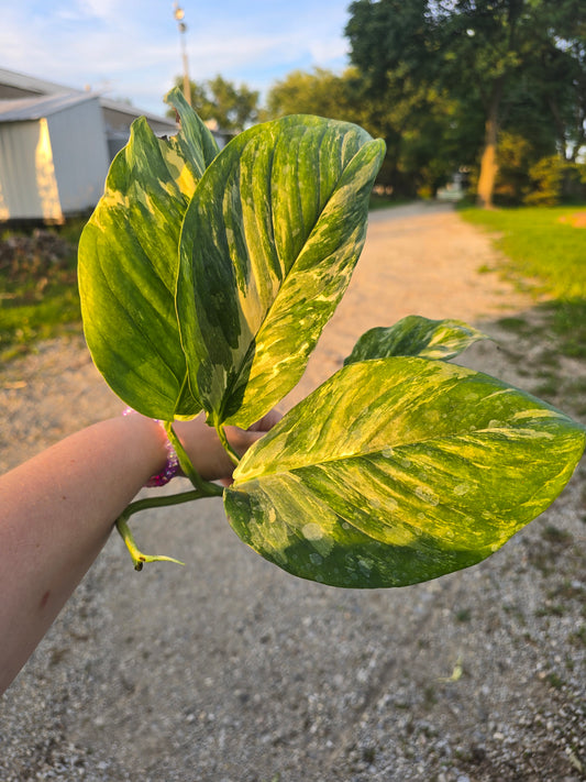Monstera Lechleriana Albo Variegated