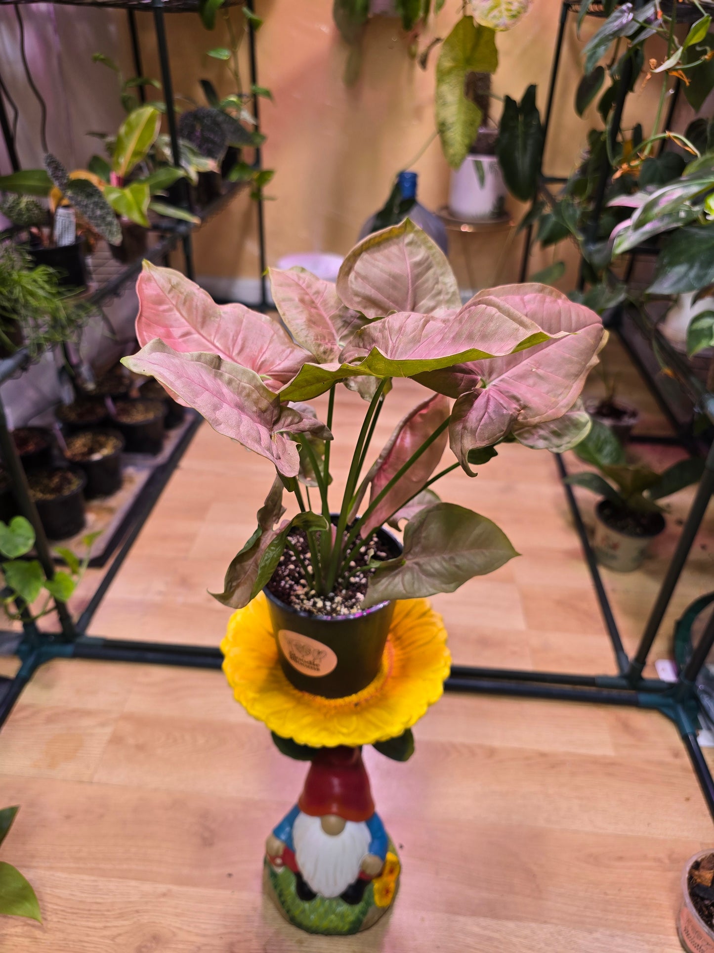 Syngonium Pink Passion