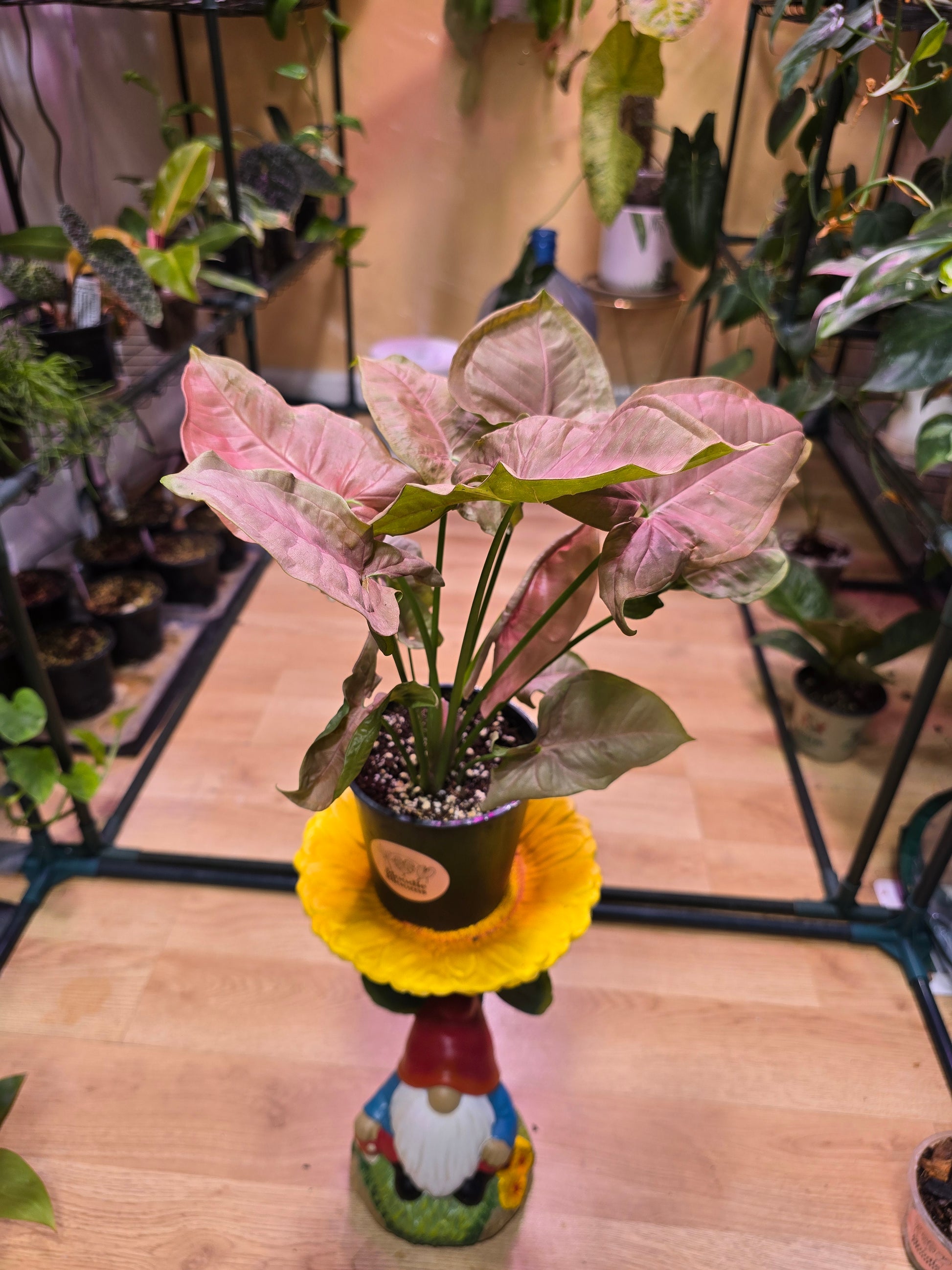 Syngonium Pink Passion