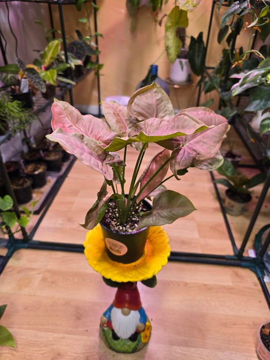 Syngonium Pink Passion