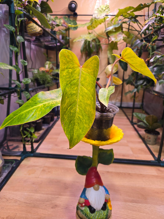 Philodendron Painted Lady 06