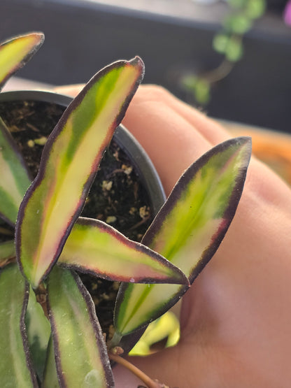 Hoya Wayetti Tricolor