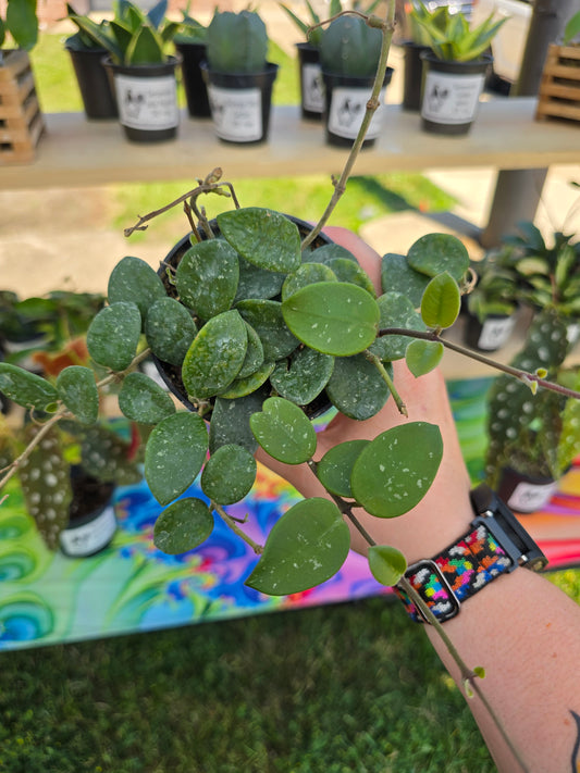 Hoya Mathilde Splash