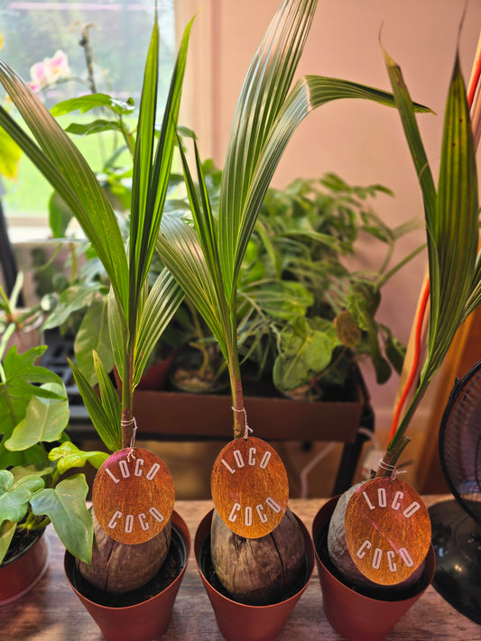 Coconut Palm